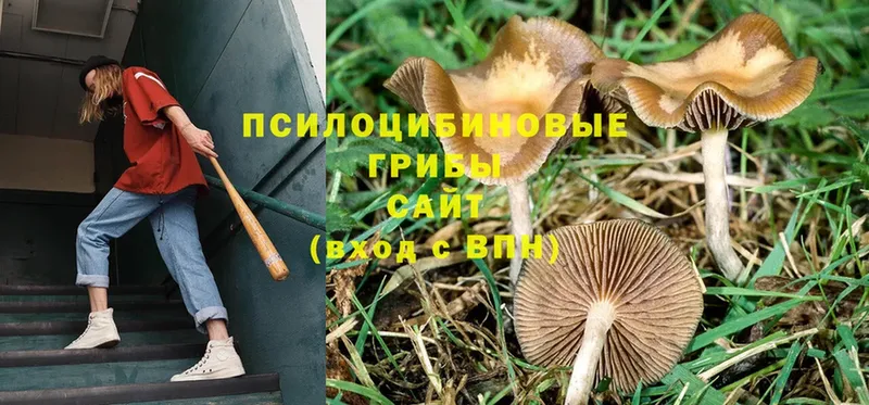 Галлюциногенные грибы Psilocybe  мега рабочий сайт  Высоцк 